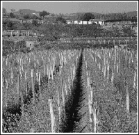 El Maresme: Agricultura i pesca