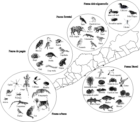 El Maresme: Fauna