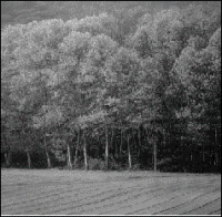 El Maresme: Explotaci� forestal